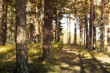 Charm bright landscape with sunny summer pine forest with footpath, golden sunbeams and rays, shadows, green grass, blue sky. Beautiful wild outdoors for hiking and adventure, forest background.