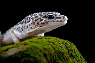 leopard gecko on mossy rock