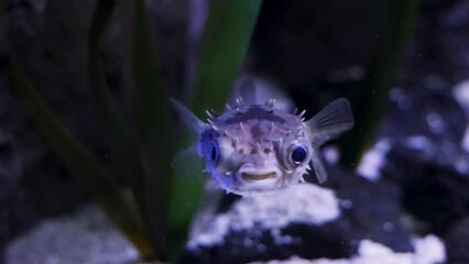Close up of Porcupine Puffer in Aquarium.