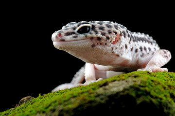 leopard gecko on mossy rock