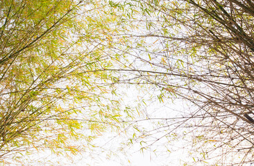 concepts and ideas leaves in the wind and sun