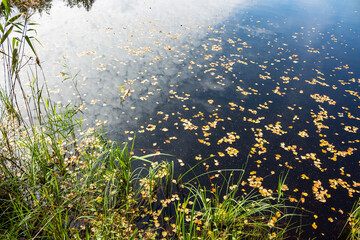 Dark water in a peat lake and green vegetation