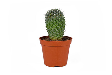Small potted 'Mammillaria Pringlei' lemon ball cactus on white background