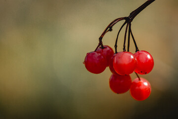 red berries on a branch