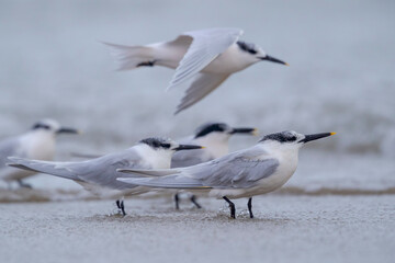 Sandwich tern (Thalasseus sandvicensis) with winter plumage.