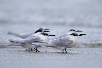 Sandwich tern (Thalasseus sandvicensis) with winter plumage.