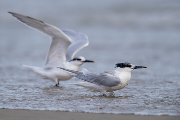 Sandwich tern (Thalasseus sandvicensis) with winter plumage.