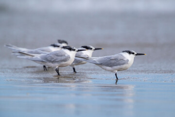 Sandwich tern (Thalasseus sandvicensis) with winter plumage.