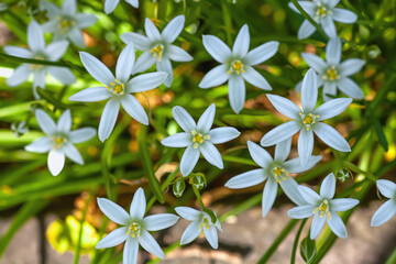 Garden star-of-Bethlehem white flowers growing, top view. Ornithogalum umbellatum bulb plants grow in sunlight backyard