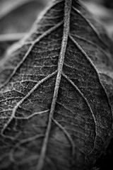 Dry autumn leaf with contrasting ice crystals on the veins isolated on black background. Frosted...