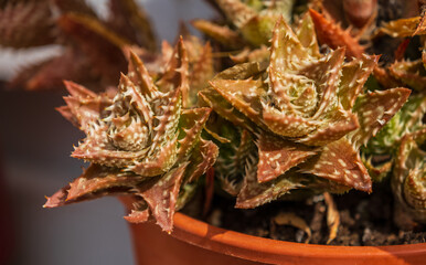 Aloe squarrosa, a species of succulent flowering plant. Green spotted scarlet with thorns. Plant close-up. Cultivation of tropical plants in the home garden. Catalonia, Spain