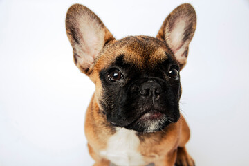Fototapeta premium Portrait of a french bulldog puppy