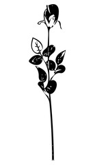 black rose isolated on white background 