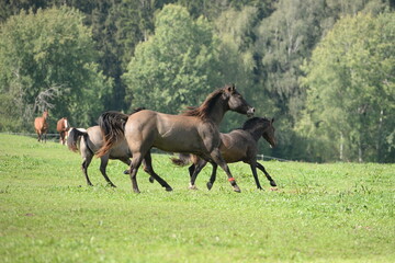 Spaß auf der Pferdeweide. Junge Pferde galoppieren im Sommer über eine Wiese am Waldrand