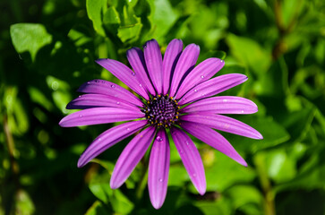 Purple Daisy in summertime with raindrops 