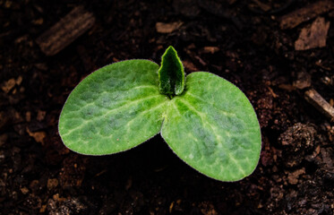 Close up of a seedling, background, 