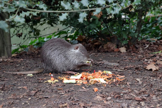 nutria an einer futterstelle