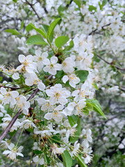 white blooming spring garden trees, natural flower background