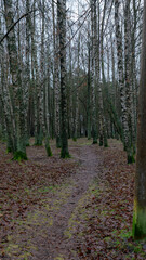 Fototapeta premium Birch grove with walking path