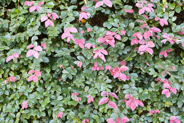 Green and pink foliage background texture