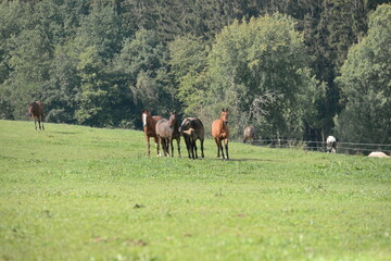 Sommer auf der Pferdeweide. Schöne Pferde stehen auf der grünen Wiese