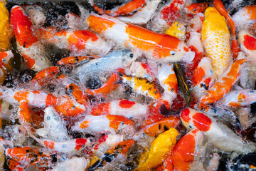 carp fish pond background, colorful background, Fancy carp