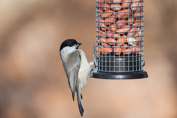Naklejka premium A marsh tit Parus palustris on a peanut feeder