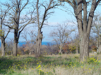 Beautiful spring park on the seashore.