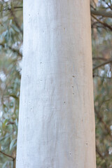 Tronco de eucalyptus para fondo de texto o anuncio