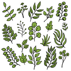 Set of tree leaves, branches, eucalyptus, palm leaf, herb. Various type of leaves. Botanical vector illustration good for element, pattern, decoration, ornament, icon, logo, texture and background.