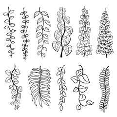 Set of botanical line art illustration. Vines plant, Philodendron, vern, monstera, Epipremnum aureum and liana climbing leaves. Hand drawn vector line art. Good for pattern, element, decor. © artvector-23