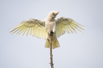 Cockatoo on a branch