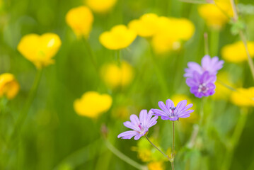 Fototapeta na wymiar Gros plan sur des fleurs jaunes et violettes. Une prairie au printemps. Des fleurs aux couleurs complémentaires.
