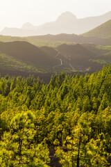 Fototapeta premium Isola di tenerife, Parque Natural Corona Forestal