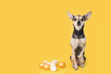 cute funny little toy terrier with easter eggs on yellow background