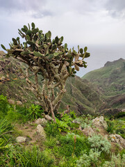 Paesaggi dello stupendo parco rurale di Anaga fotografati dai sentieri che lo attraversano. Isola di Tenerife, Canarie