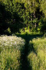 Trampled footpath through thickets of tall grass on a floodplain meadow