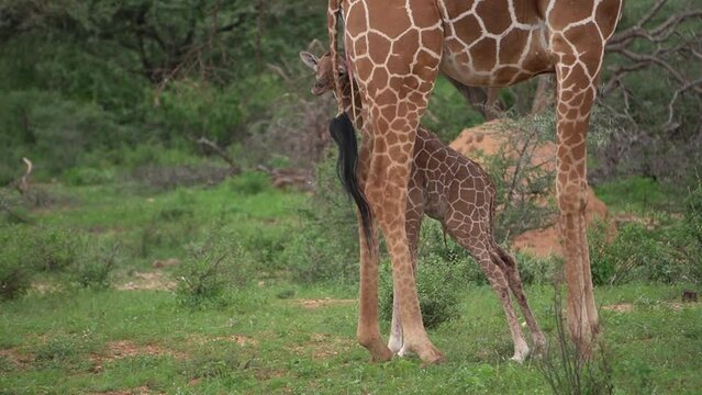  A new born baby giraffe learns how to walk.