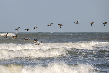 The Geese on the Move: A Journey Above the Waves