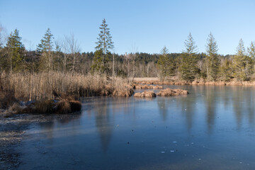 Fototapeta premium der Isartstausee bei Icking in Oberbayern ist ein wichtiges Brut- und Rückzugsgebiet für viele Vogelarten