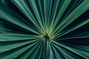 abstract green palm leaf texture, nature background, tropical leaf