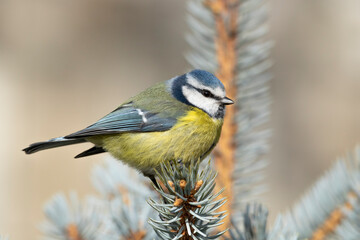 The Eurasian blue tit (Cyanistes caeruleus).