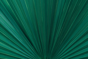 abstract green palm leaf texture, nature background, tropical leaf