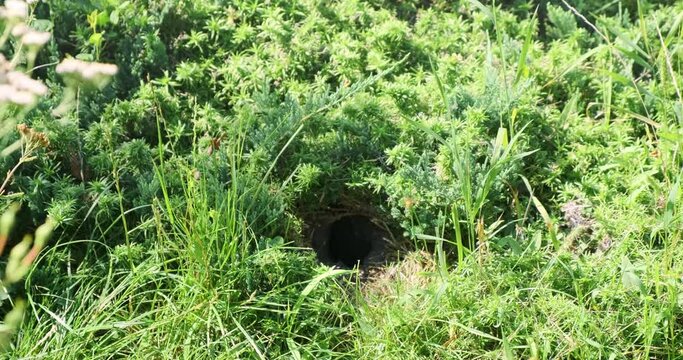 Vespiary, wasp nest in ground in green nature background. Hornet swarm, colony burrow in grass natural habitats in forest, garden, park. Danger wild insect. Wildlife. Wasps flying in, out ground hole