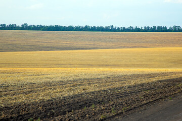 Field with growing wheat wide angle girth against. Agronomy and agriculture. Food industry.