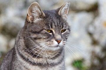 the cat who didn't want to be photographed