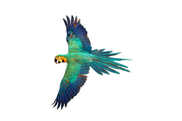 Colorful Macaw parrot flying isolated on transparent background png file