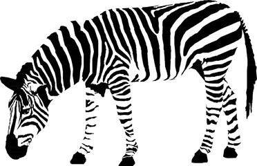 Fototapeta na wymiar sketch vector illustration of a zebra with white background