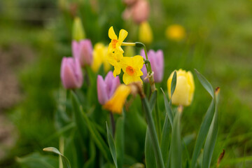 Tulipany i narcyzy na łące