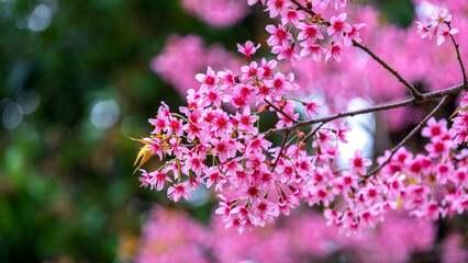 Pink cherry blossoms in spring seasons.